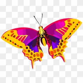 Colorful Butterfly, HD Png Download - butterfly png