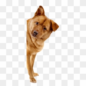 Dog Boarding And Kennel Services, HD Png Download - dog png