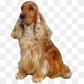 English Cocker Spaniel Png, Transparent Png - dog png