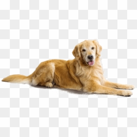 Golden Retriever Transparent Background, HD Png Download - dog png