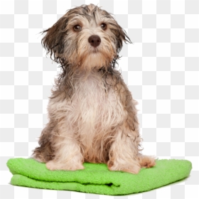 Transparent Dog In Bath, HD Png Download - dog png