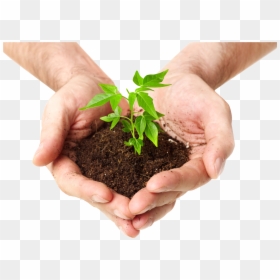 Plant Tree Hand Png, Transparent Png - hand png