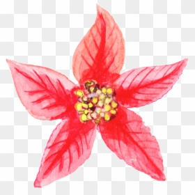 Poinsettia, HD Png Download - christmas png