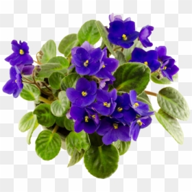 African Violet Fresh Flower, HD Png Download - violets png