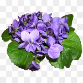 Névnapi Köszöntő Ibolya Napra, HD Png Download - violets png