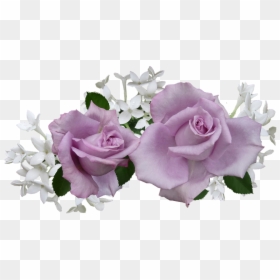 White And Purple Roses Transparent, HD Png Download - violets png