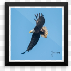 Baldeagleflying 89 Copy Mockup Wall Original - Bald Eagle, HD Png Download - bald eagle flying png