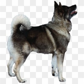 Dog Png - Norwegian Elkhound, Transparent Png - free dog png