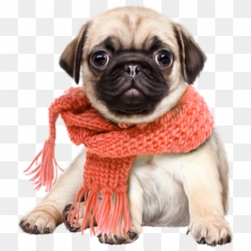 Pug Shiba Inu Snoopy Puppy Cat - Cute Dog Png, Transparent Png - cute dogs png