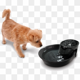 Abandoned Dog Png Free Download - Dog Drinking Water Png, Transparent Png - dogpng