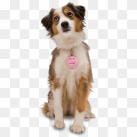 Dog Png For Web With Pink Tag - Dog, Transparent Png - dogpng