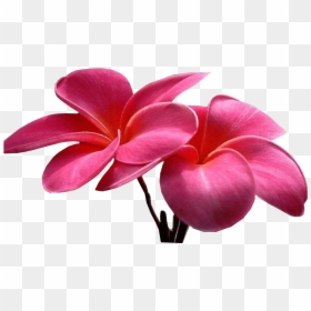 Sweet Picture Of Flower , Png Download - Colorful Flower Hd Image Png, Transparent Png - colorful flower png