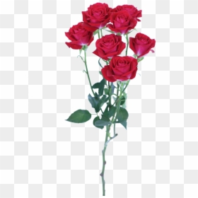 Spray Of Roses Png, Transparent Png - colorful flower png
