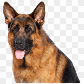 German Shepherd Poodle Cross Breed, HD Png Download - german shepherd puppy png