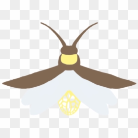 Firefly Transparent Background - Illustration, HD Png Download - firefly insect png