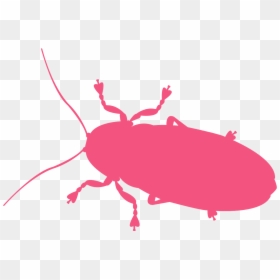 Weevil, HD Png Download - firefly insect png