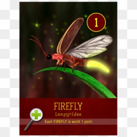 Firefly, HD Png Download - firefly insect png