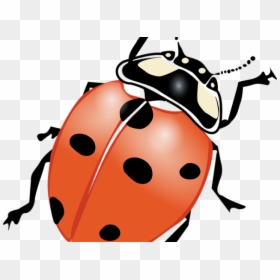 Ladybug Images Black And White - Ladybird Black And White Clipart, HD Png Download - firefly insect png
