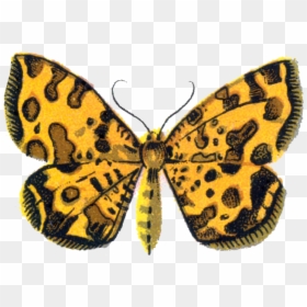 Speckled Wood (butterfly, HD Png Download - fleur de lis .png
