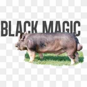 Domestic Pig, HD Png Download - pig head png