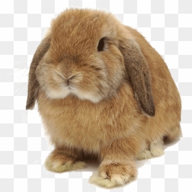 Mini Lop Bunny - Domestic Rabbit, HD Png Download - rabbit png transparent