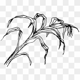 Drawing Image At Getdrawings - Drawing Of Corn Field, HD Png Download - cornstalk png