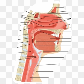 Sagittal View Of Neck, HD Png Download - breathing png