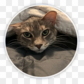 Domestic Short-haired Cat, HD Png Download - grumpy cat face png