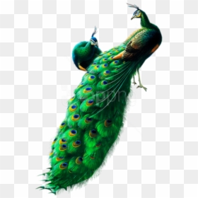 Free Png Peacocks Png Images Transparent - Peacock Images Png, Png Download - peacock png images