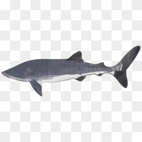 Whale Shark, HD Png Download - tiburon png
