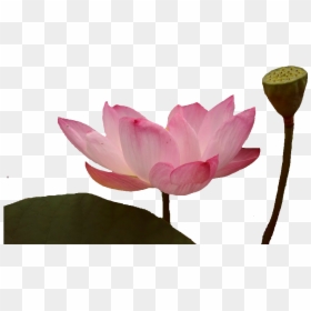 Sacred Lotus, HD Png Download - lotus flowers png