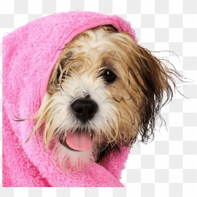 Dog In Pink Towel, HD Png Download - dog bath png
