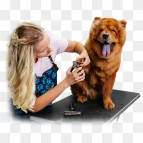Chow Chow, HD Png Download - dog bath png