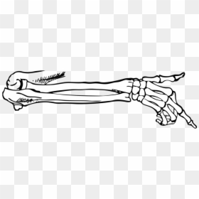 Book Anatomy 101, Parts Of The Book Body By Joel Friedlander - Skeleton Arm Png, Transparent Png - png body parts