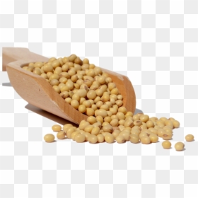 Soybean Png Download Image - Soya Bean Png, Transparent Png - soybeans png
