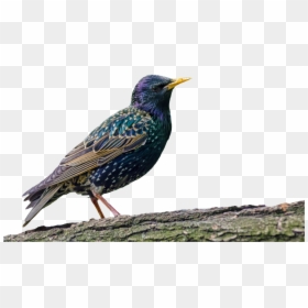 Starling Bird, HD Png Download - isolated birds png