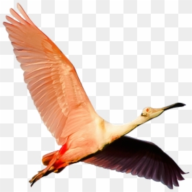 Animali Simili Al Fenicottero, HD Png Download - isolated birds png