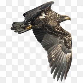 Golden Eagle, HD Png Download - isolated birds png
