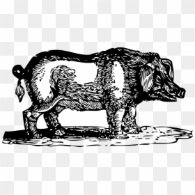Hog Clip Art, HD Png Download - wild animal png
