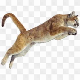 #puma #jumping #wild #animal #cat #beautiful - Puma Animal Png, Transparent Png - wild animal png
