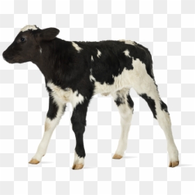 Baby Cow White Background , Png Download - Baby Cow Transparent Background, Png Download - baby cow png
