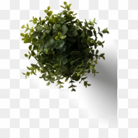 Flower Plant Top View Png With Flower Plant Top View - House Plant With Little Leaves, Transparent Png - top view of tree png