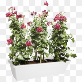 Bougainvillea, HD Png Download - top view of tree png