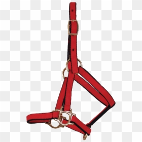 Halter, HD Png Download - foal png