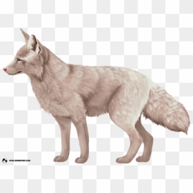 Miko The Champagne-colored Ranched Red Fox - Swift Fox, HD Png Download - champagne png transparent