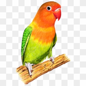 Colour Parrot Png Hd, Transparent Png - love bird png