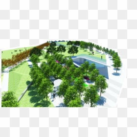 Lf Overall - Tree, HD Png Download - trees aerial view png