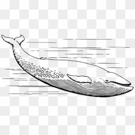 Blue Whale Clipart - Blue Whale For Coloring, HD Png Download - cute whale png