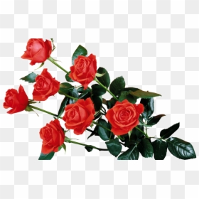 Red Flowers Png Background Image - Rose Flower Hd Png, Transparent Png - rose png hd
