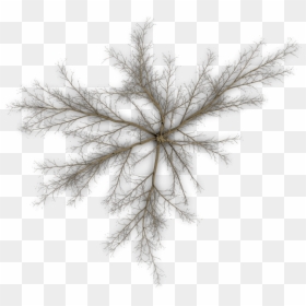 Pond Pine, HD Png Download - pine tree top view png